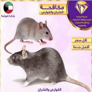مكافحة حشرات بالكويت2024 مكافحة قوارض - مكافحة حشرات وقوارض - الاتصال 50464050 - شركة حشرات - مكافحة حشرات - شركة مكافحة حشرات - مكافحة بق - مكافحة حشرات الجهراء - مكافحة حشرات الكويت