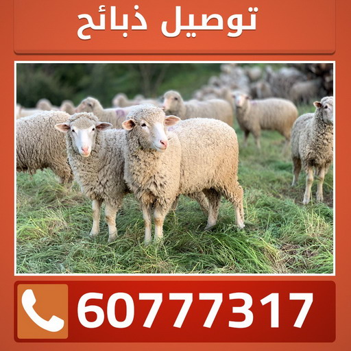 قص اغنام - تقليم اظافر - ابومصطفى 60777317 - اغنام الكويت - جز غنم - جز اغنام - جز صوف - حلاق اغنام - حلاق غنم - جز 1 قص اغنام - تقليم اظافر - ابومصطفى 60777317 - اغنام الكويت - جز غنم - جز اغنام - جز صوف - حلاق اغنام - حلاق غنم - جز
